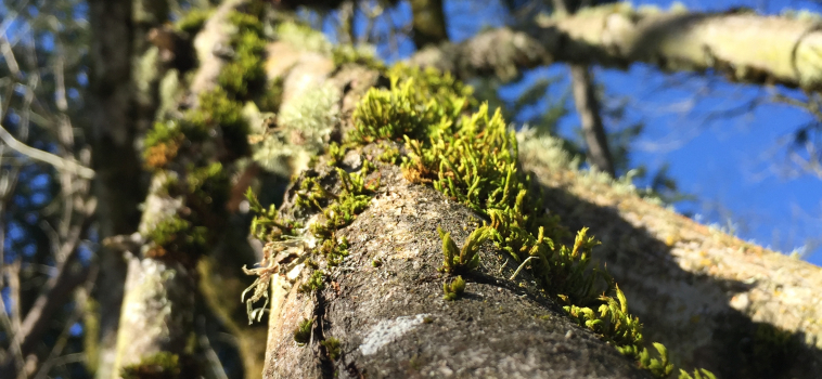 Hiking Ellen Davis Trail – Vancouver, Washington