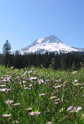 Elk Meadows